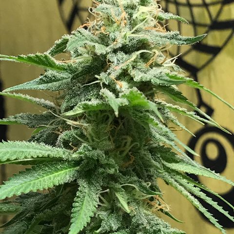 Mango Biche growlog timeline photo