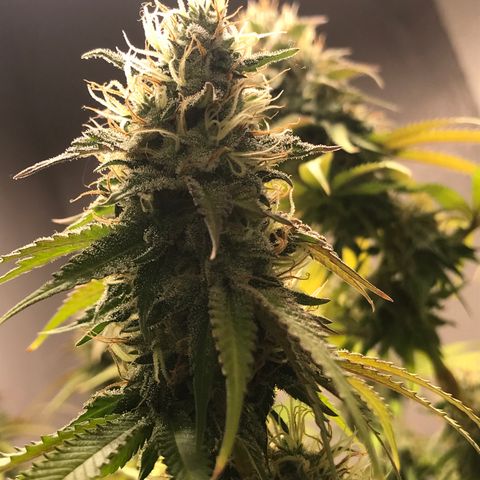 Mango Biche growlog timeline photo