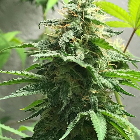 Mango Biche growlog timeline photo
