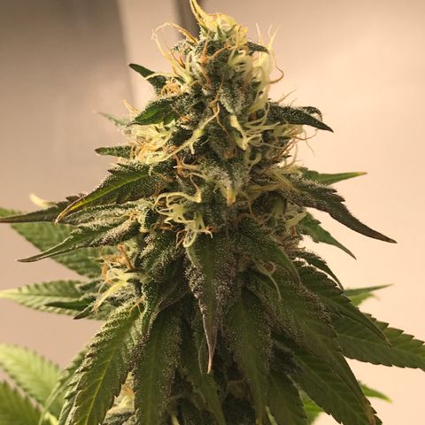 Mango Biche growlog timeline photo