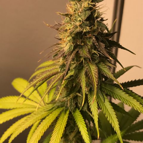 Mango Biche growlog timeline photo