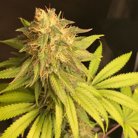 Mango Biche growlog timeline photo