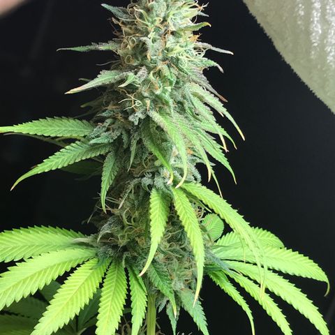Mango Biche growlog timeline photo