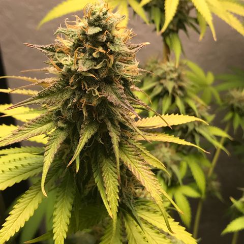 Mango Biche growlog timeline photo