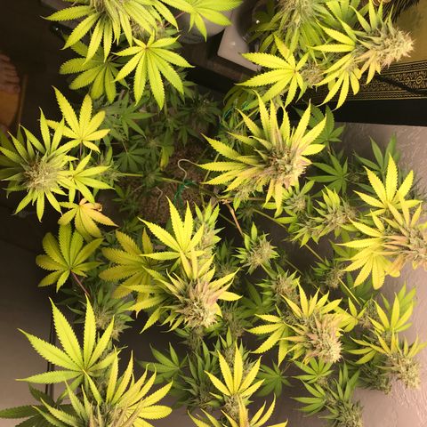 Mango Biche growlog timeline photo