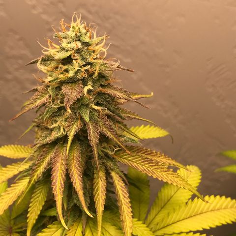 Mango Biche growlog timeline photo