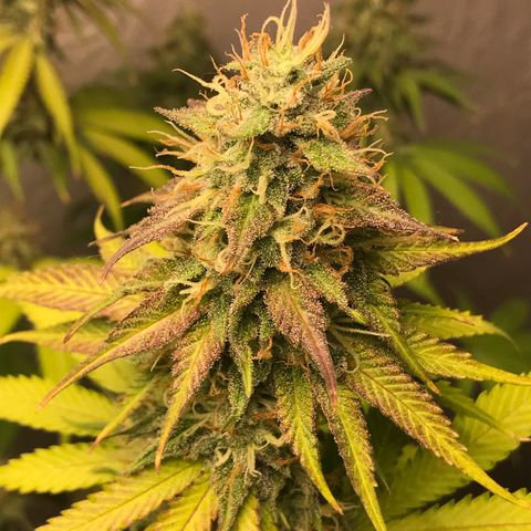 Mango Biche growlog timeline photo