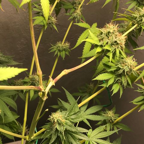 Mango Biche growlog photo: Accidentally snapped some branches……🤦🏻‍♂️ 
Gonna leave the separated branch in a glass of distilled water for a few days and see how it does. Hoping it will flush it a little more? It went through one flush while still attached to the plant already, but I was planning on flushing again before harvesting in about a week and a half.. So I guess I will start drying/curing this branch early.