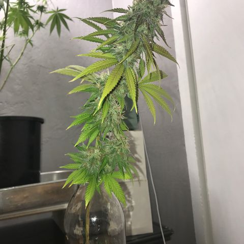 Mango Biche growlog photo: Accidentally snapped some branches……🤦🏻‍♂️ 
Gonna leave the separated branch in a glass of distilled water for a few days and see how it does. Hoping it will flush it a little more? It went through one flush while still attached to the plant already, but I was planning on flushing again before harvesting in about a week and a half.. So I guess I will start drying/curing this branch early.