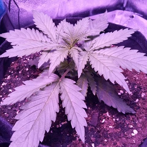 Auto Kong #4 growlog timeline photo