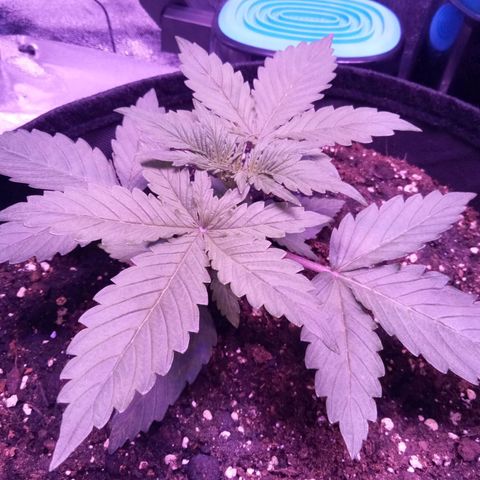 Orange Punch growlog timeline photo