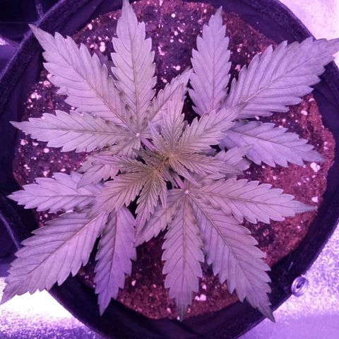 Auto Kong #4 growlog timeline photo