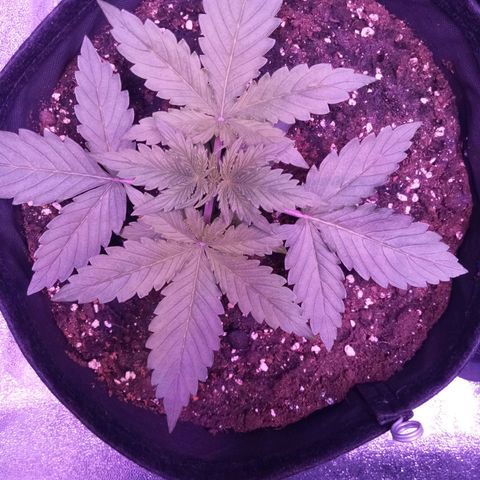 Orange Punch growlog timeline photo
