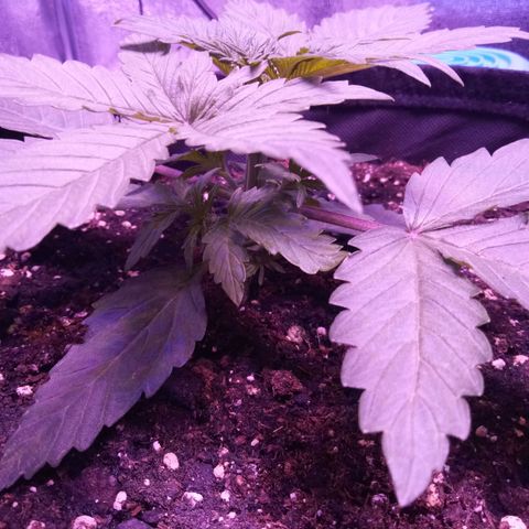 Orange Punch growlog timeline photo