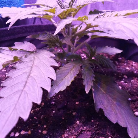 Auto Kong #4 growlog timeline photo