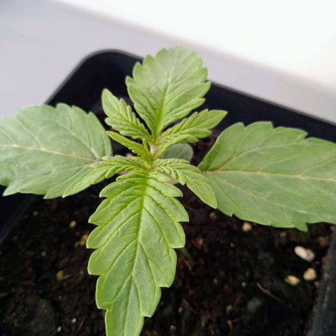 Orange Punch growlog timeline photo