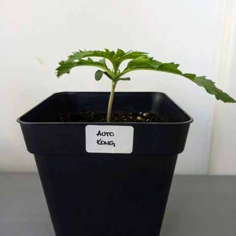 Auto Kong #4 growlog timeline photo