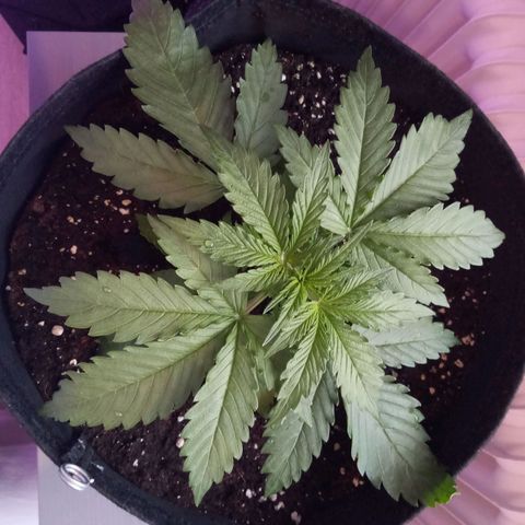 Auto Kong #4 growlog timeline photo