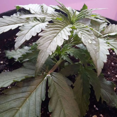 Auto Kong #4 growlog timeline photo