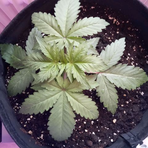 Orange Punch growlog timeline photo