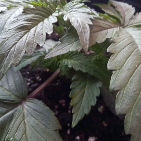Orange Punch growlog timeline photo
