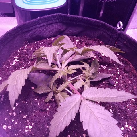 Orange Punch growlog photo: LST