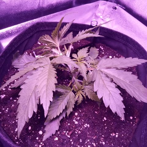 Auto Kong #4 growlog photo: LST