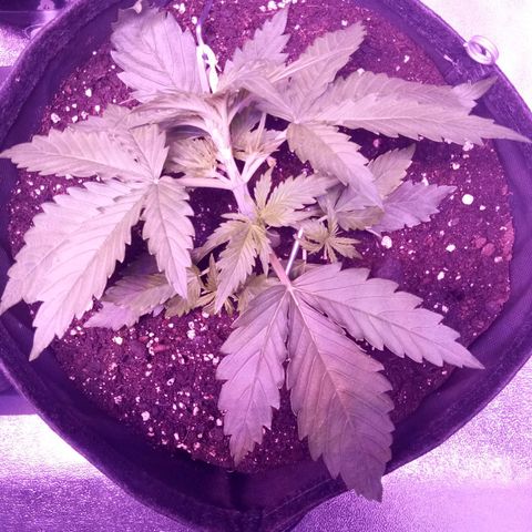 Auto Kong #4 growlog photo: LST