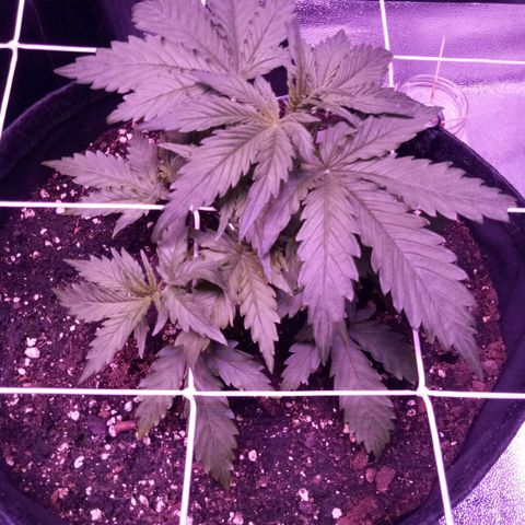 Auto Kong #4 growlog timeline photo