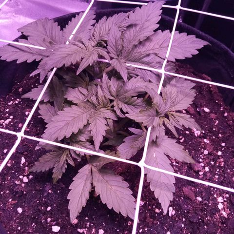 Orange Punch growlog timeline photo