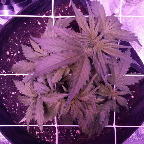 Auto Kong #4 growlog timeline photo