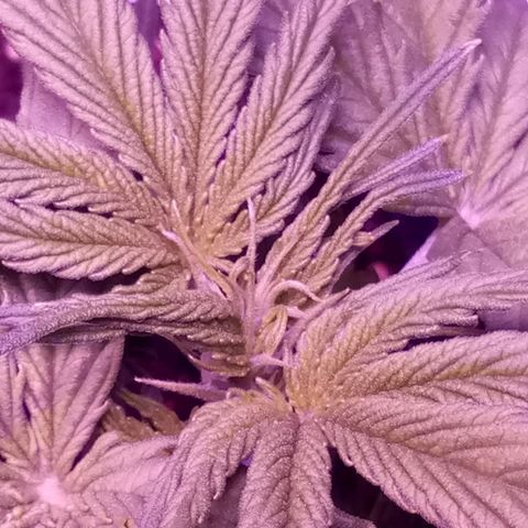 Auto Kong #4 growlog timeline photo