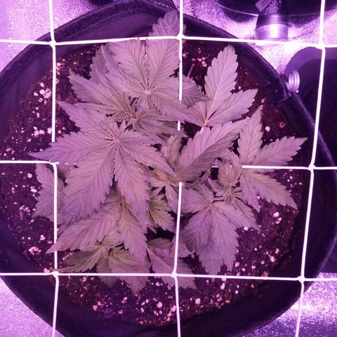 Orange Punch growlog timeline photo