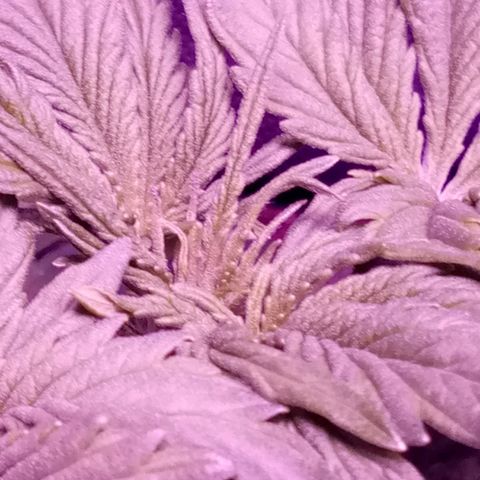 Orange Punch growlog timeline photo