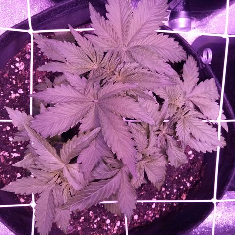 Orange Punch growlog timeline photo