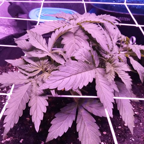Orange Punch growlog timeline photo