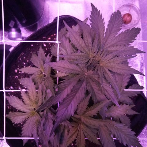 Auto Kong #4 growlog timeline photo