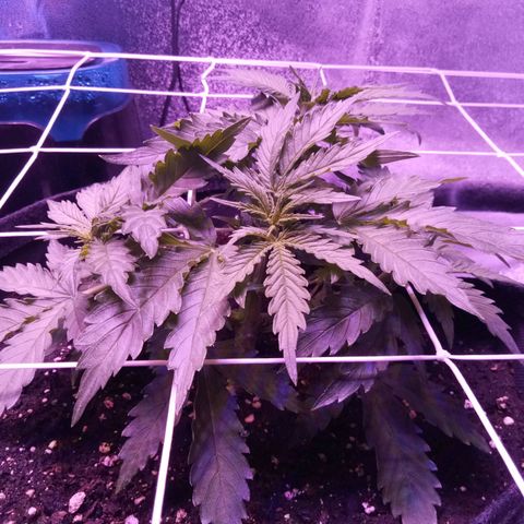 Auto Kong #4 growlog timeline photo