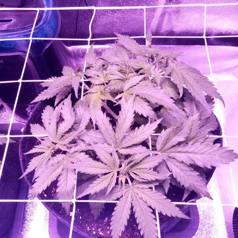 Auto Kong #4 growlog timeline photo