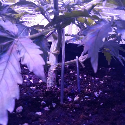 Auto Kong #4 growlog timeline photo