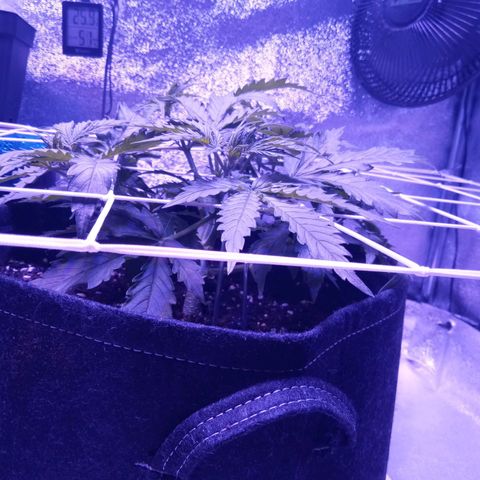 Auto Kong #4 growlog timeline photo
