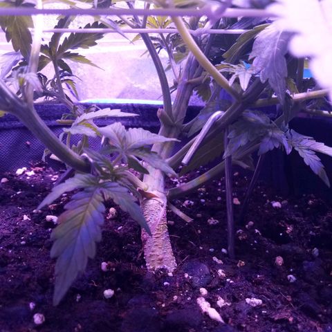 Orange Punch growlog timeline photo