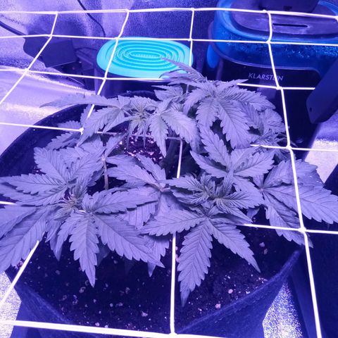 Orange Punch growlog timeline photo
