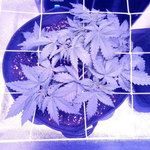Orange Punch growlog timeline photo