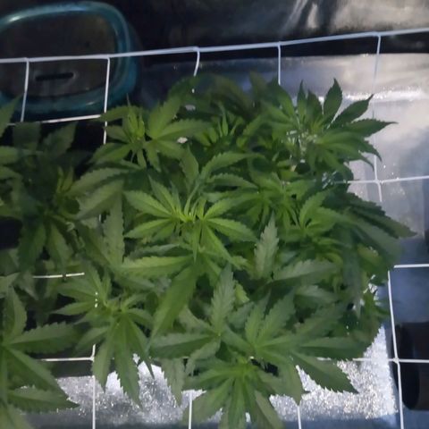 Auto Kong #4 growlog photo: Nota se os primeiros pistilos. Acredito que a AK entrou na fase de floracao.