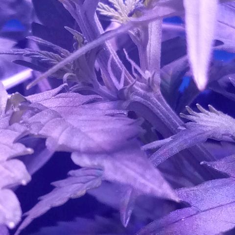 Auto Kong #4 growlog timeline photo