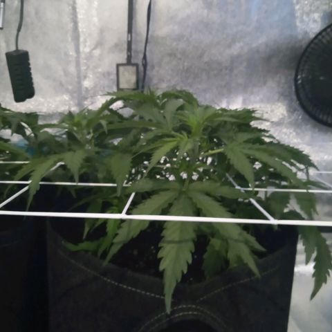Auto Kong #4 growlog timeline photo