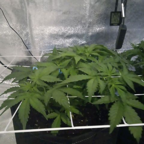 Orange Punch growlog timeline photo