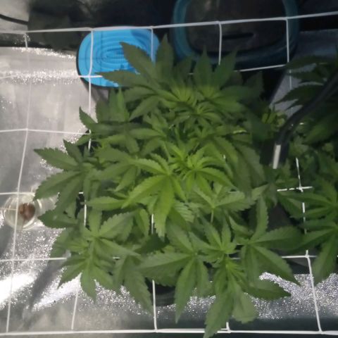 Orange Punch growlog timeline photo