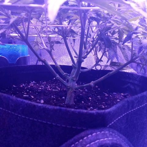 Auto Kong #4 growlog photo: Apos desfoliacão.